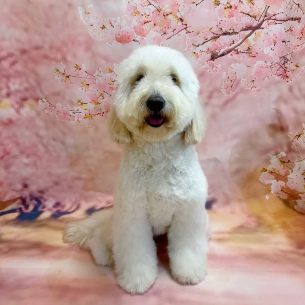 Miya the goldendoodle