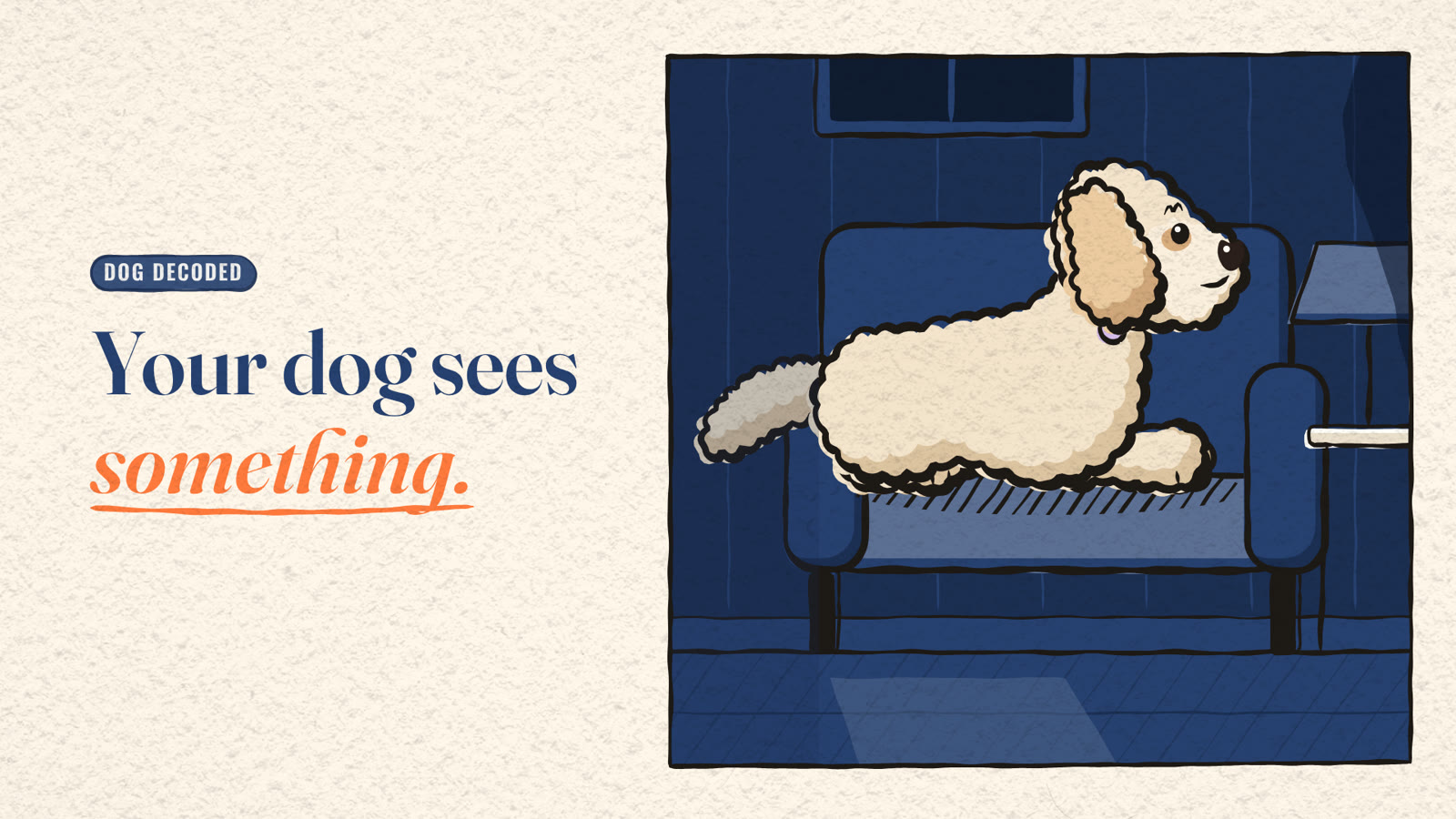 Miya the cream Goldendoodle on a sofa at night, head lifted towards a dark corner