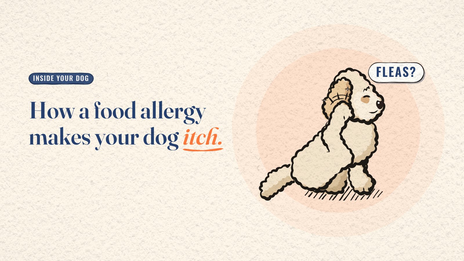 Cartoon Miya the dog scratching her ear inside a soft orange glow with a crossed-out 'Fleas?' bubble, beside the title 'How a food allergy makes your dog itch.'