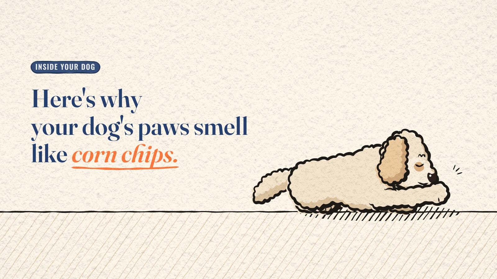 Cartoon Miya the dog lying down with her nose on her paw and a corn chip floating above, beside the title 'Here's why your dog's paws smell like corn chips.'