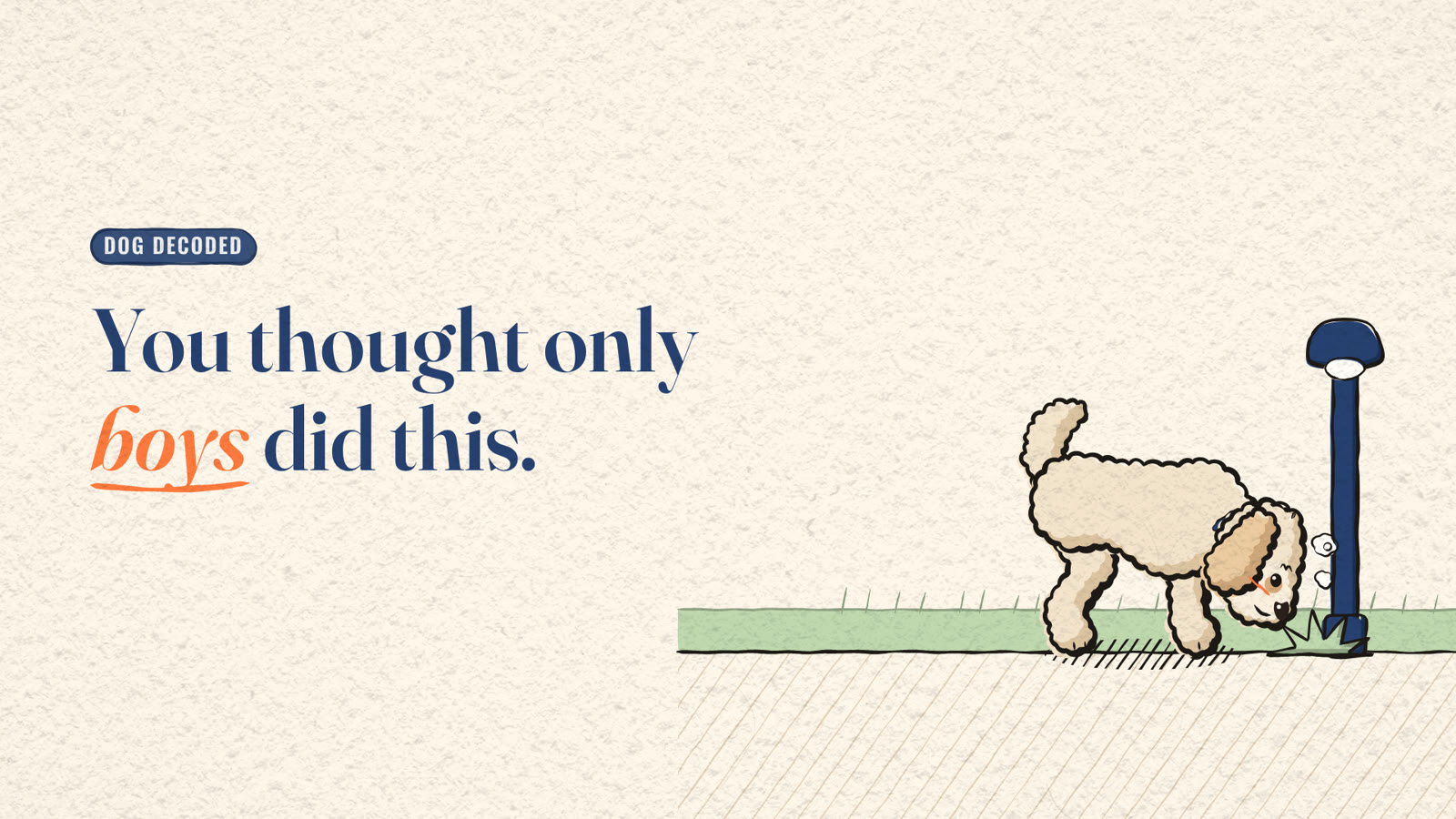Cartoon Miya the dog sniffing at the foot of a lamp post on a grass verge, beside the title 'You thought only boys did this.'